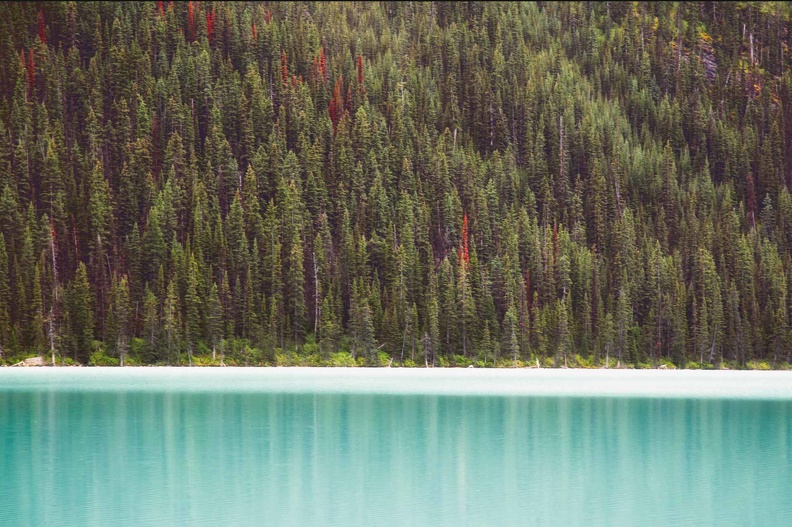 banff-lake-louise-color-tip-pine.jpg