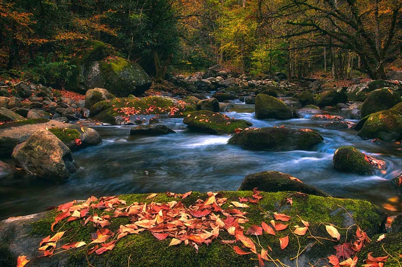 smokies-river-with-leaves1